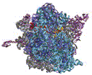 70S Ribosome (30S view)