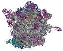 70S Ribosome (50S view) 