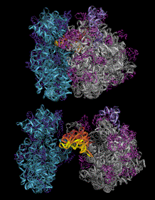 70S Ribosome (open book view)