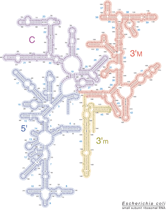 Escherichia coli 16S