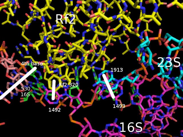 Rf2 with mRNA and selected 16S and 23S nucleotides. The movie shows a morph of closed Rf2 into open Rf2 with developement of interaction sites.
