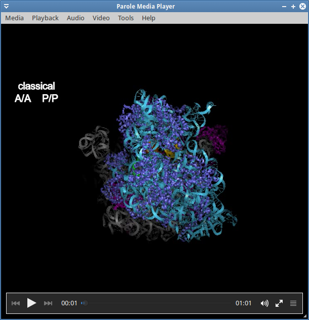 Reconstruction of the dynamics of translocation, 70S ribosome