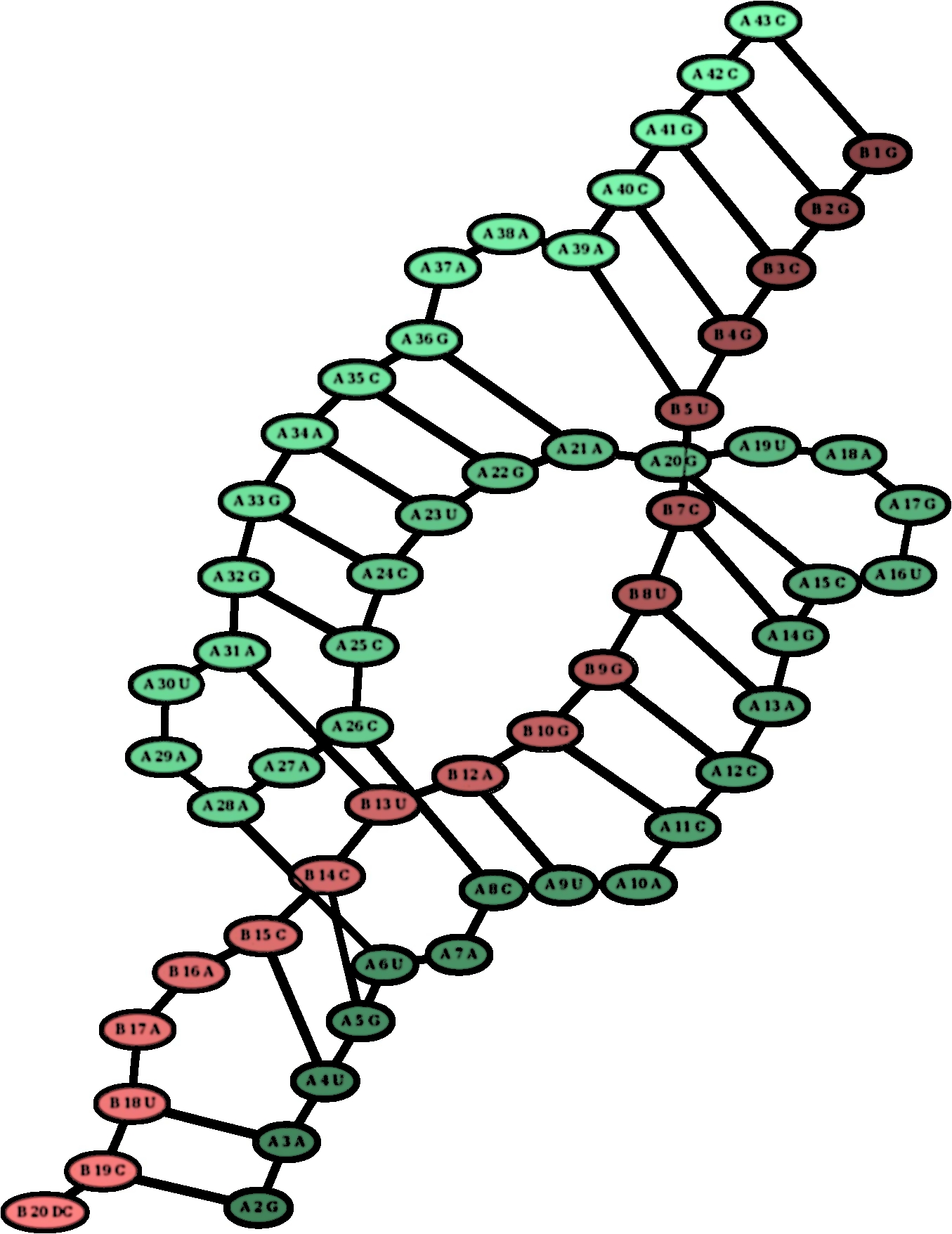 XRNA