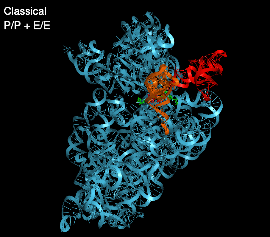 Reconstruction of the dynamics of translocation of tRNA through the ribosome based on 4 crystal structures
